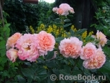 Augusta Luise Augusta Luise