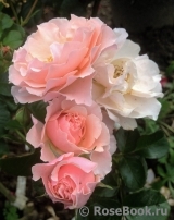 Twiggy’s Rose Twiggy’s Rose