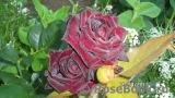 Black Baccara Black Baccara