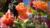 Westerland Westerland