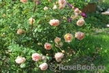 Abraham Darby Abraham Darby