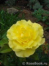 Friesia Friesia