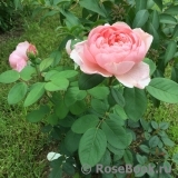 The Alnwick Rose The Alnwick Rose