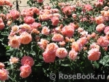 Augusta Luise Augusta Luise