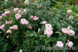 The Alnwick Rose The Alnwick Rose