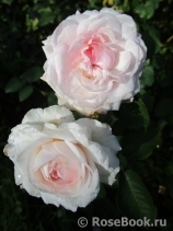 Olivia Rose Austin Olivia Rose Austin