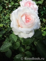Olivia Rose Austin Olivia Rose Austin