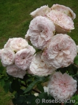 Claire Rose Claire Rose