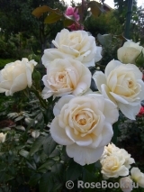 Lions Rose Lions Rose