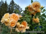 Golden Celebration® Golden Celebration®