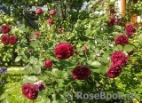 Falstaff® Falstaff®