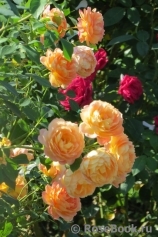 Lady of Shalott Lady of Shalott