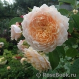 Ginger Syllabub Ginger Syllabub