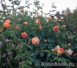 Lady of Shalott Lady of Shalott