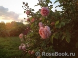 Abraham Darby Abraham Darby