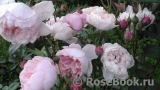 The Alnwick Rose The Alnwick Rose