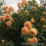 Crown Princess Margareta® Crown Princess Margareta®