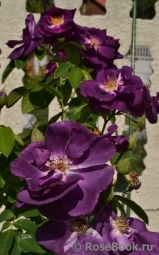 Rhapsody in Blue Rhapsody in Blue