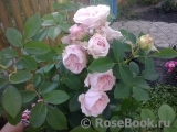 Claire Rose Claire Rose