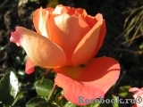 Sommersonne Sommersonne