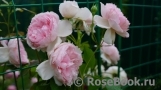 The Wedgwood Rose The Wedgwood Rose