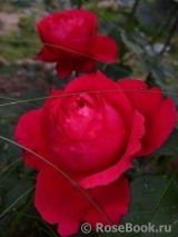 Ruban Rouge Ruban Rouge
