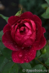 Darcey Bussell Darcey Bussell