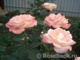 Belle Perle Belle Perle