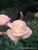 Belle Perle Belle Perle