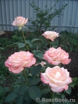 Belle Perle Belle Perle