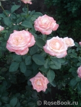 Belle Perle Belle Perle