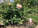 Abraham Darby Abraham Darby