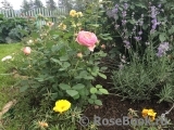 Boscobel Boscobel