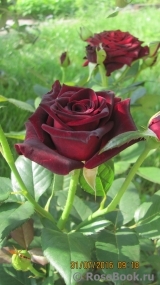 Black Baccara Black Baccara