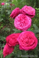 Johann Wolfgang von Goethe Rose®