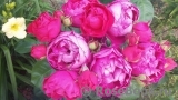 Ascot Ascot