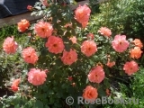 Westerland Westerland