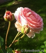 Abraham Darby Abraham Darby