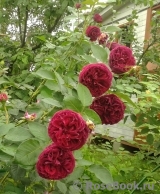 Falstaff® Falstaff®