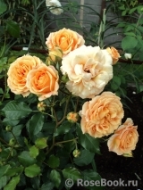 Bentheimer Gold ® Bentheimer Gold ®