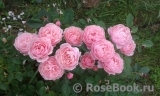 The Alnwick Rose The Alnwick Rose