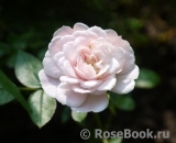 Starlet ®-Rose Alina ® Starlet ®-Rose Alina ®