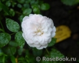 Starlet ®-Rose Alina ® Starlet ®-Rose Alina ®