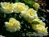 Wainwright Rose, The Wainwright Rose, The