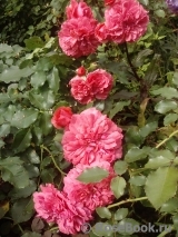 Rosarium Uetersen Rosarium Uetersen