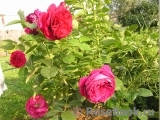 Falstaff® Falstaff®