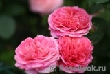 Princess Alexandra of Kent Princess Alexandra of Kent