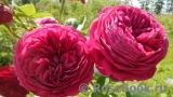 Falstaff® Falstaff®