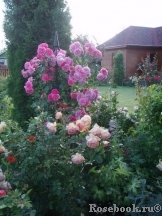 Rosarium Uetersen Rosarium Uetersen