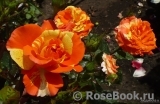 Oranges and Lemons Oranges and Lemons
